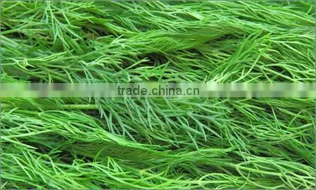Egyptian Fresh Dill