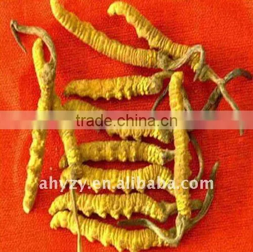 Wild Cordyceps