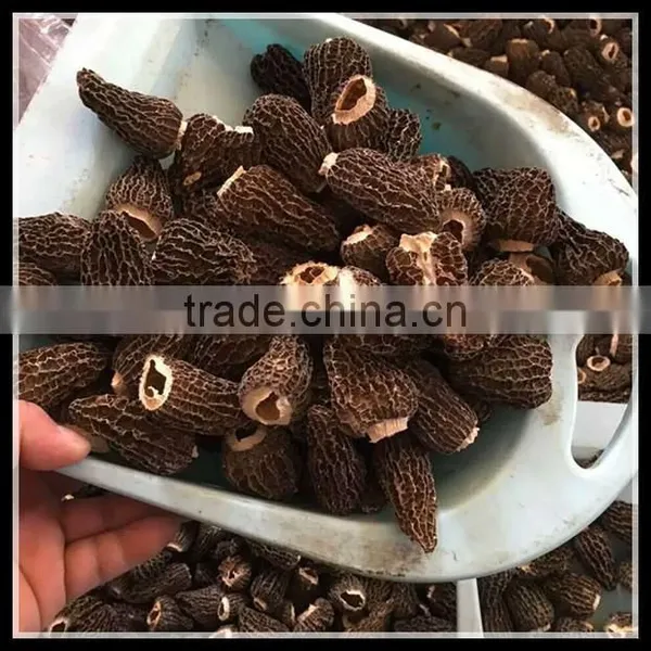 Price of Black Morel Mushroom, Dry Cultivating Morel Mushrooms From Morel Mushroom Farm