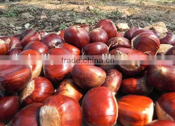 2015 New Corp Hot Sale 30-40/40-60/90-110 Sweet Organic Fresh Chestnuts photo-2