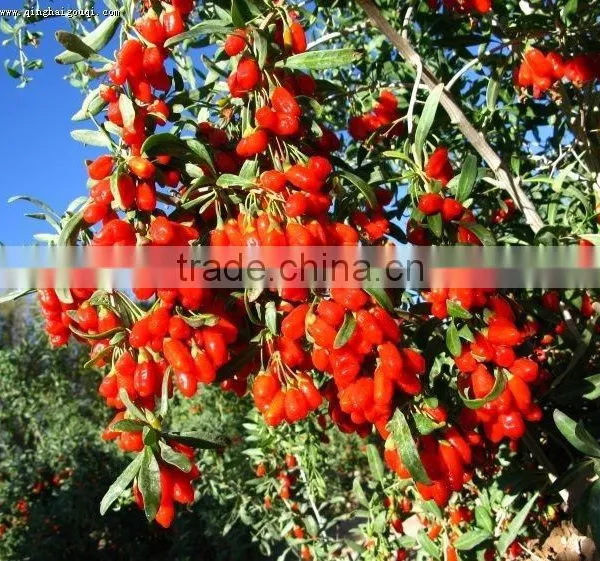 Goji Berries photo-6