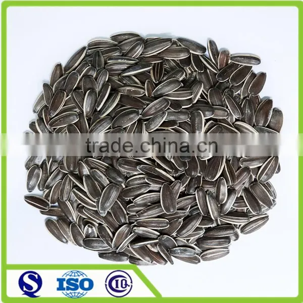Long Shape 5009 24/64 Sunflower Seed Market Price
