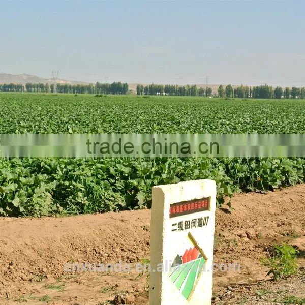 Chinese New Crop Big Size Black Melon Seeds Red Watermelon Seed photo-3