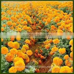Tagetes Oil