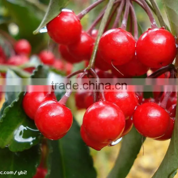 Cherry Multiple Layer Continuous Type Mesh Belt Dryer photo-6