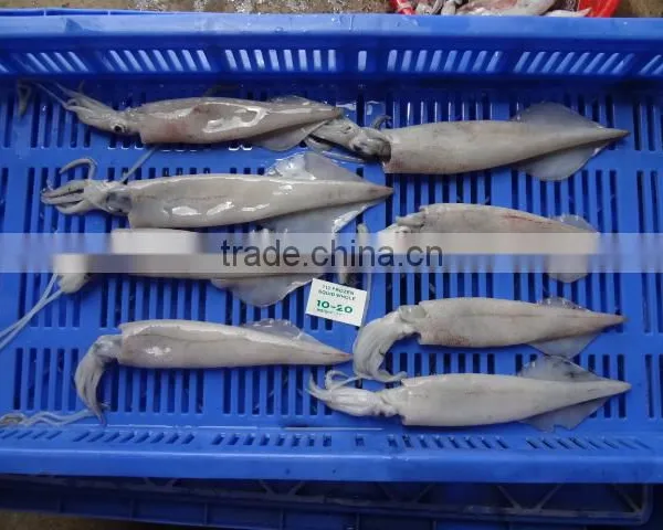 Squid Needle photo-3
