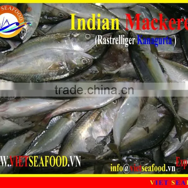 FROZEN W/R INDIAN MACKEREL photo-3