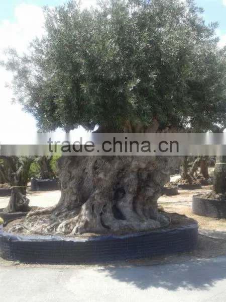 OLEA EUROPAEA Millenary photo-3