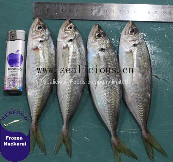 23cm+ Big Size BQF Frozen Horse Mackerel Seafood Fish Supplied