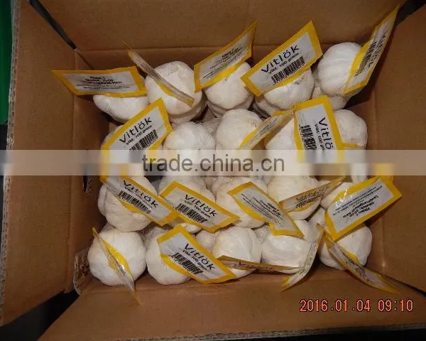 GARLIC photo-5