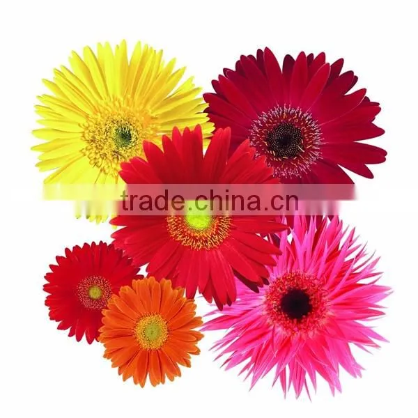 Fresh Gerbera Chrysanthemum Cut Flowers Exporters in China photo-6