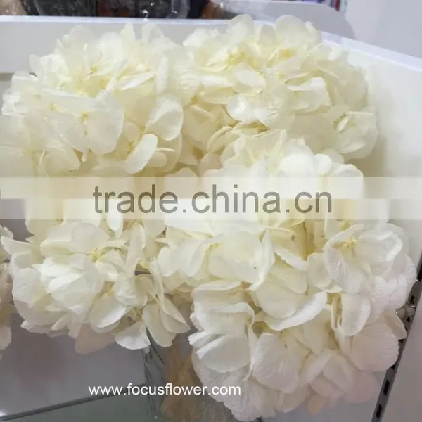 Wholesale Preserved Flower White Hydrangea With High Quality photo-5