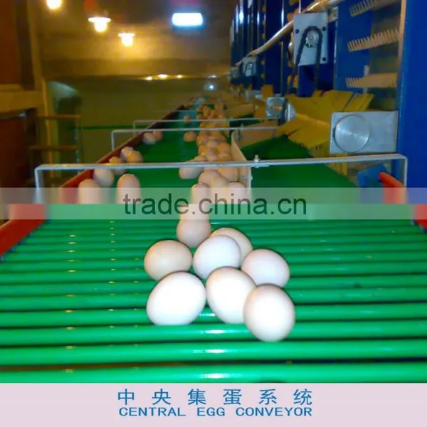 Central Egg Conveyor System
