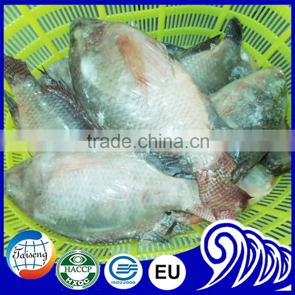 Hot Selling Tilapia Whole Round (Tilapia W/R) photo-2