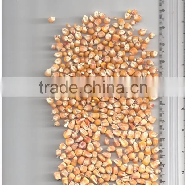 UKRAINIAN CORN