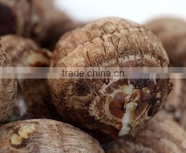 Rice Reaper Taro photo-6