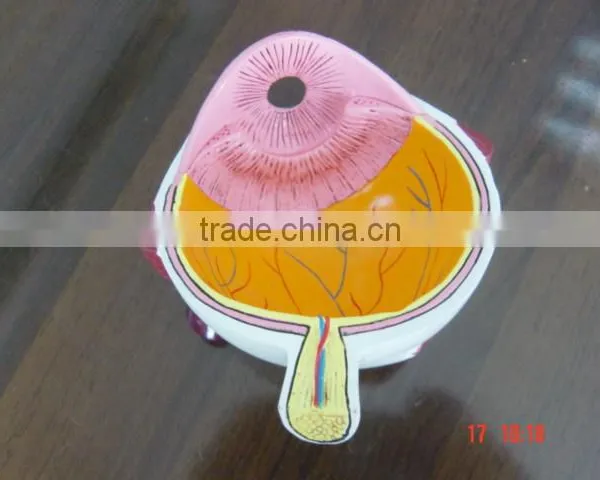 OEM Anatomical Cardiopulmonary Model/anatomical Model/teeth Model/eyes Model/plastic Organ Model photo-6