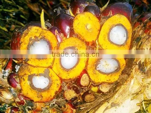 2017 Factory Supply CPO Crude Palm Fruit Sterilizer Tank for Palm Oil Press photo-2