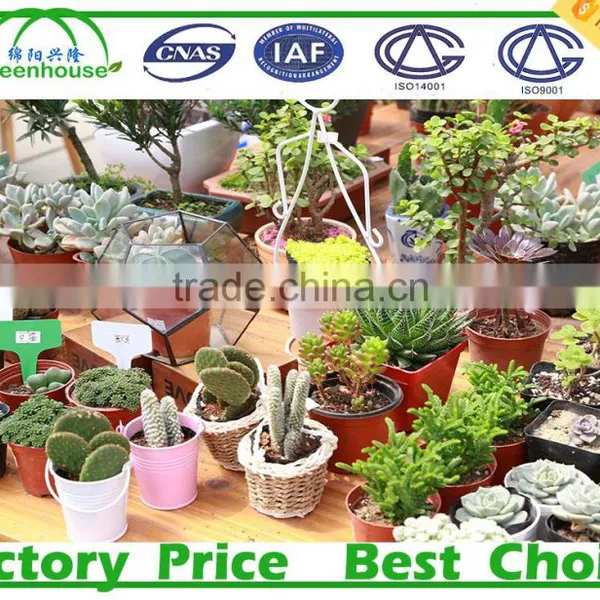 PC Material Polycarbonate Sheet Commercial Greenhouse photo-6