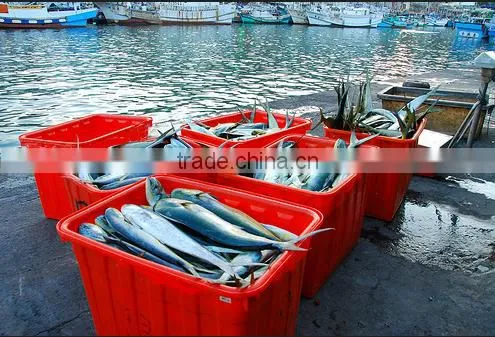 Frozen Mahi Mahi Fish Whole Around (Coryphaena Hippurus) photo-4