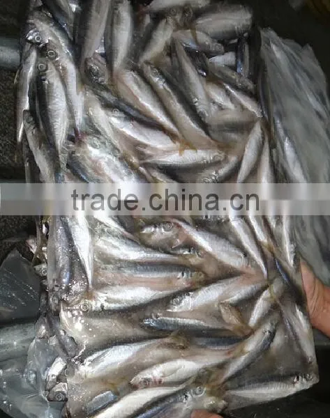 Sea Frozen Horse Mackerel photo-3
