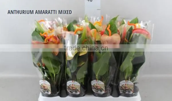 ANTHURIUM AMARATTI MIXED
