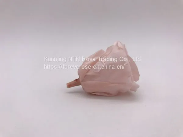 Preserved Rose Flowers for Wedding Decoration Flower Arrangement photo-4