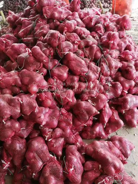 Fresh Onion photo-4