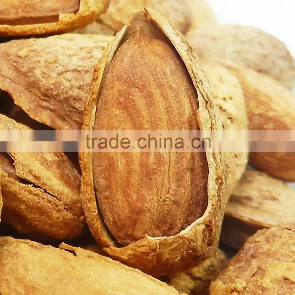 Bitter Almond With High Quality