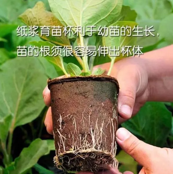 Nursery Pot-peat Pot-planter Molded Pulp Fiber Flower Pot photo-4