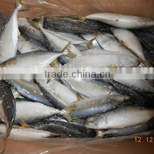 INDIAN MACKEREL
