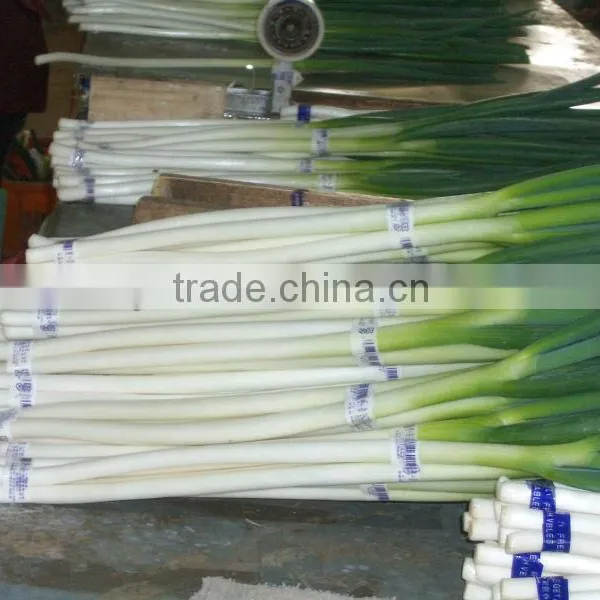 New Crop Fresh Scallions for Wholesale