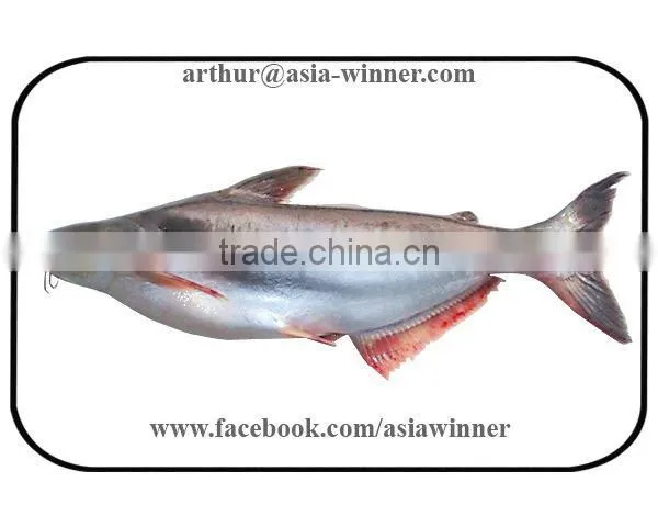 Pangush Gutted Gilled (Pangasius Pangasius)
