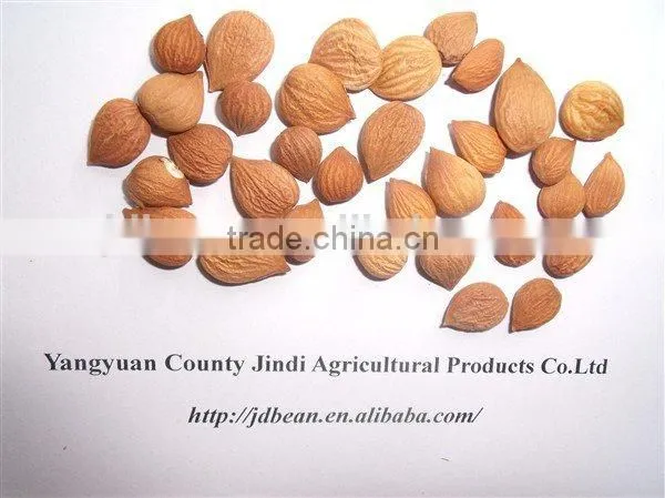 Best Price Common Bitter Apricot Kernel photo-4