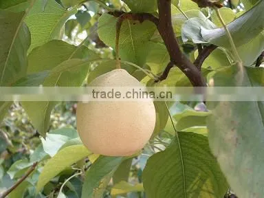 New Crop of China Fresh ya Pear for Hot Sale photo-5