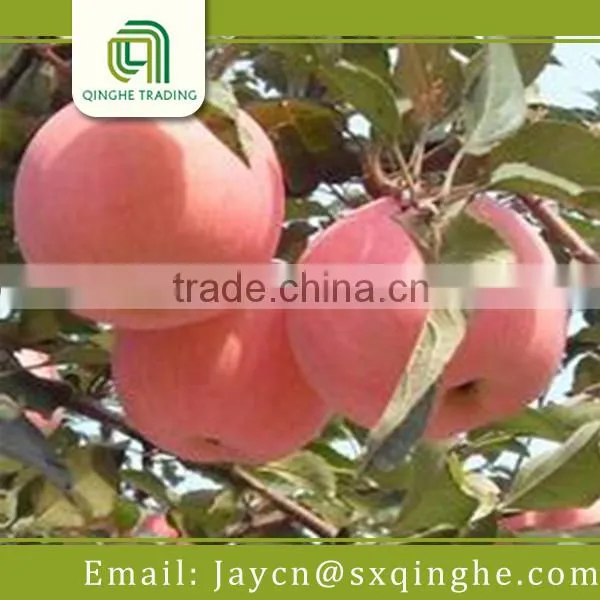 Fuji Apple Red Delicious, Import From China