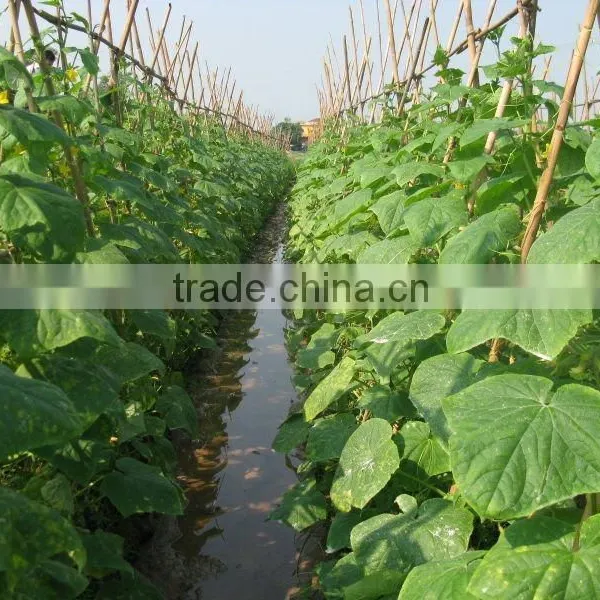 Best Selling Fresh Pickled Cucumbers in Jar From Vietnam by HAGIMEX - Best Quality! photo-6