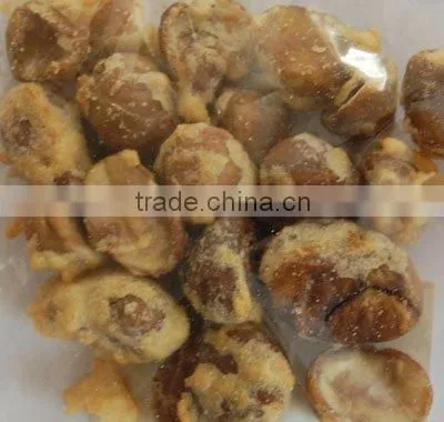 VF Chinese Chestnut