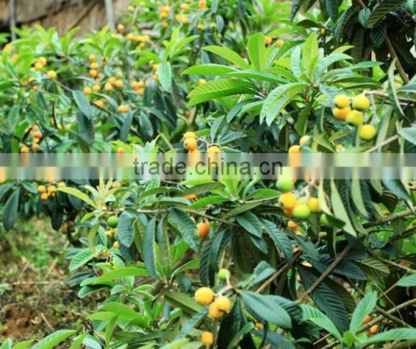 20%~98% Anti-inflammatory Ursolic Acid Extract photo-4