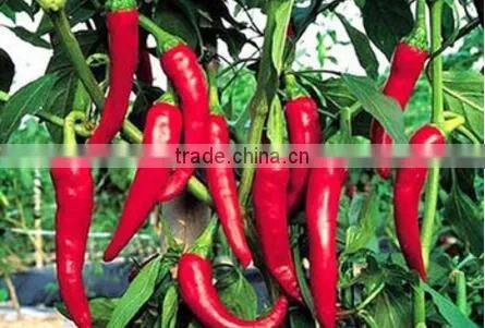 Best Quality Vegetable Grinding Machine photo-6