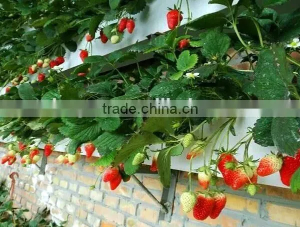 Hydroponic System Strwberry photo-3