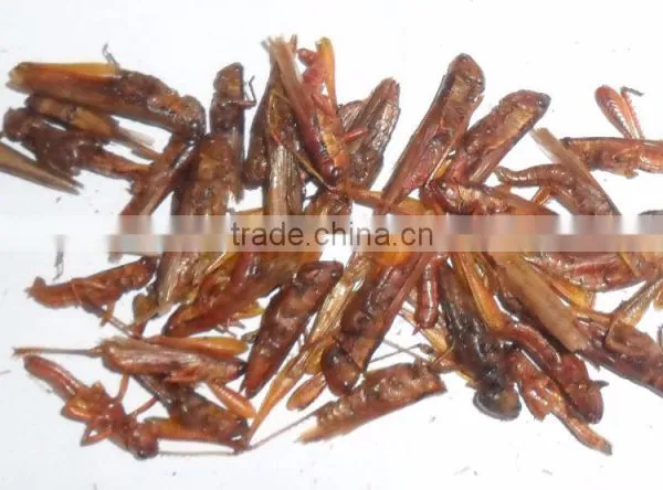 Insect Protein of Dried Locust
