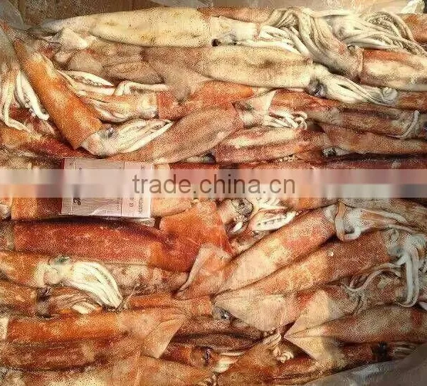 Top Quality Frozen Squid Todarodes Pacificus Frozen on Vessel With Best Freshness photo-6