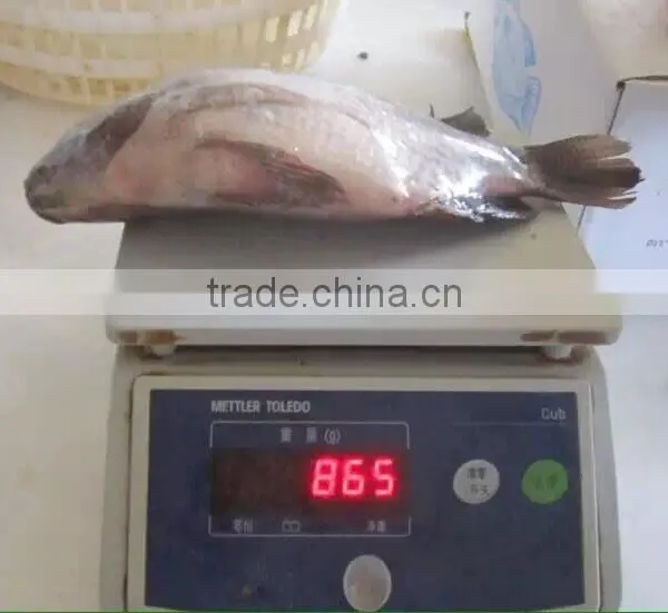 Frozen Tilapia photo-6