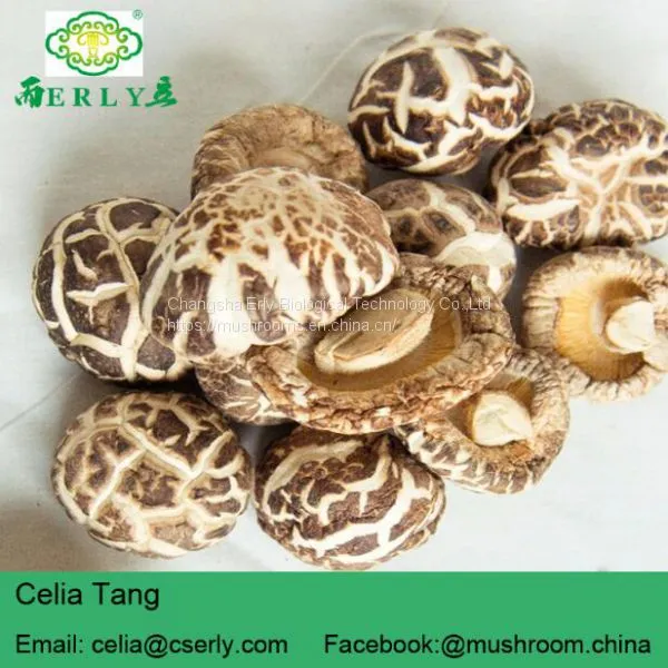 White Flower Shiitake Mushroom Without Stem