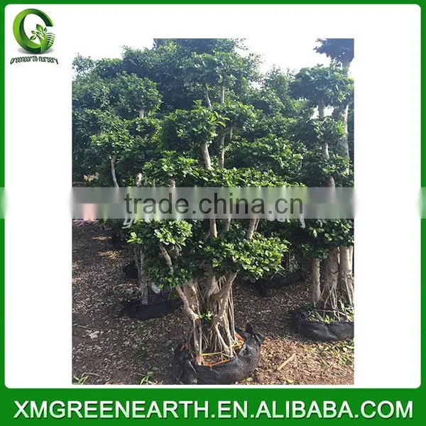 Ficus Microcarpa Bonsai 1.5m (2) photo-2
