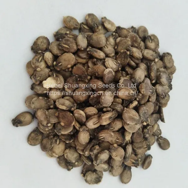Hybrid Seedless Watermelon Seeds Large Fruit photo-3
