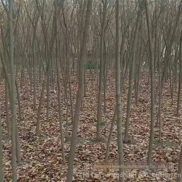 Red Beech Tree photo-2