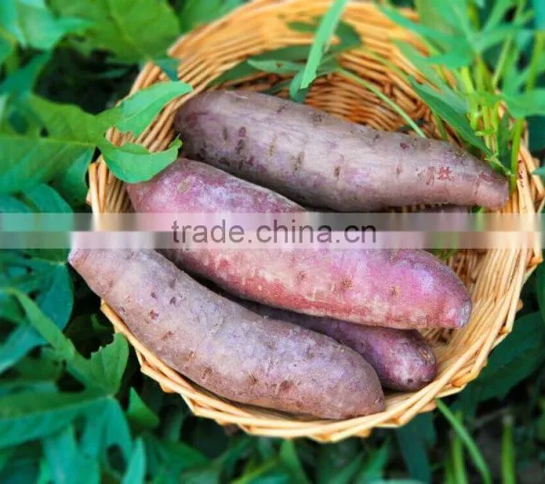Fresh Purple Sweet Potato For Sweet Potato Buyers photo-6