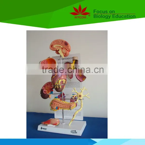 Low Priced Human Cardiac Cycle and Size Cycle Electic Model photo-4